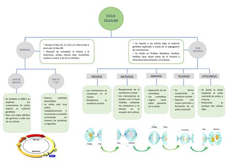 Solution Mapa Conceptual Ciclo Celular Studypool Porn Sex Picture