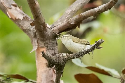 Leaf Warblers And Allies Phylloscopidae Gallery Wildart Birds Of