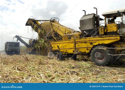 Harvest of sugar cane stock photo. Image of farmers, caribean - 2051374