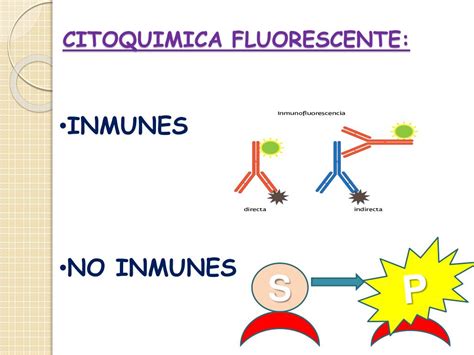 PPT CITOQUIMICA APLICADA A LA HEMATOLOGIA PowerPoint Presentation