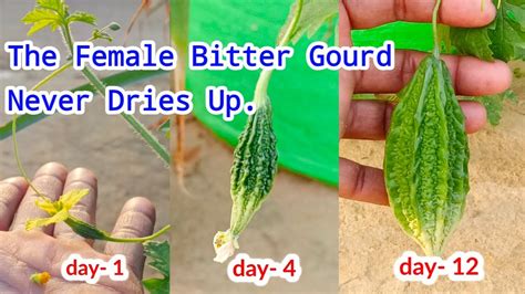 How To Save Female Bitter Gourd Flower Youtube