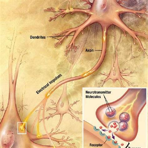 1 A Spiking Neuron And Synapse Construction The Figure Shows Various