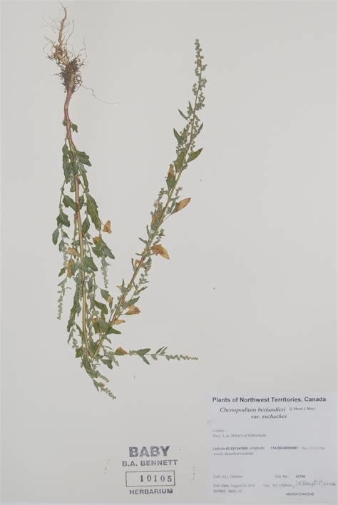 Chenopodium berlandieri var. zschackei - FSUS