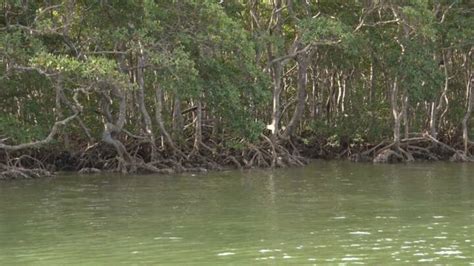 Grupo De Pesquisadores Do IEMA Realiza Estudo Para Mapear Os Mangues Da