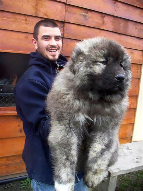 10+ Dogs That Look Like Teddy Bears