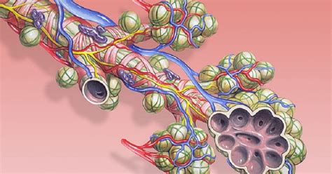 Frank Worthley Schwanken Linderung Que Son Los Alveolos Pulmonares Sie