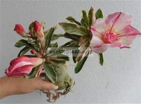 BEST OF SIAM Adenium Obesum Grafted Desert Rose Plant EBay