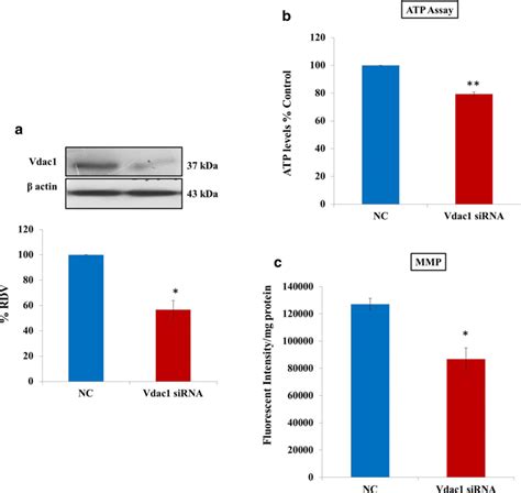 Effect Of Vdac1 Silencing On Vdac1 Atp Level And Mitochondrial