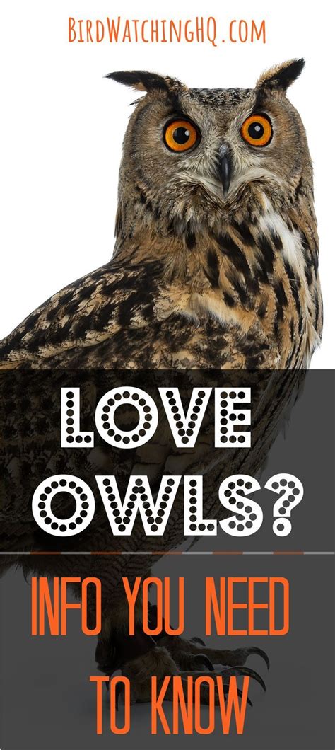 15 Fun And Interesting Facts About Owls 2022 Owl Facts Owl Facts