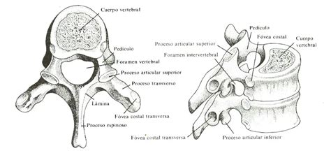 Todo Sobre Las Vértebras Cervicales Lumbares Toracicas Y Dorsales