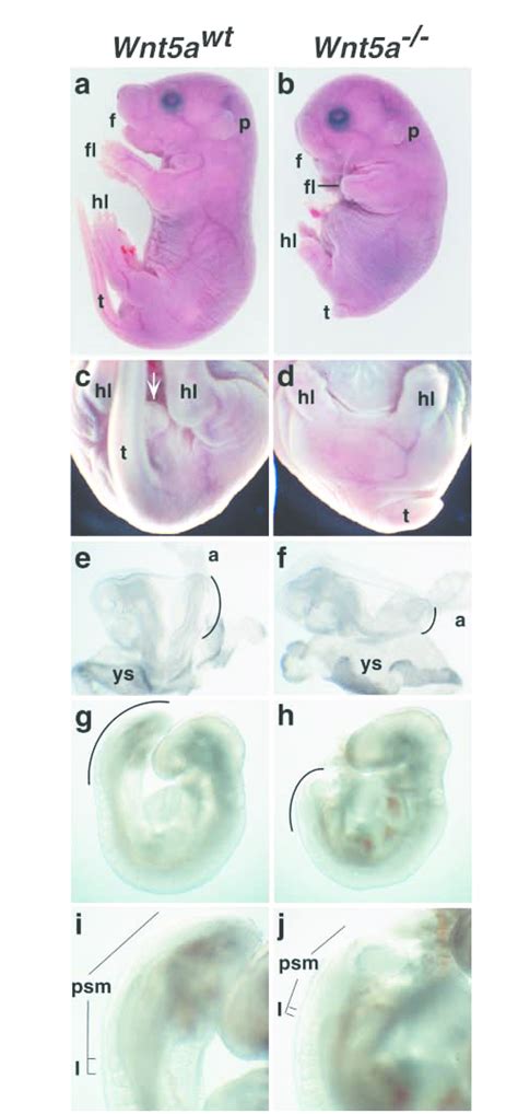 Phenotype Of Wnt A Mutants A B Lateral Views Of Wildtype And