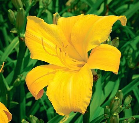 Bareroot Hemerocallis Buttered Popcorn Daylily Fans Etsy Day