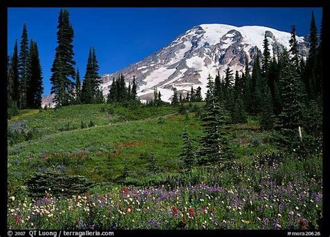 🔥 40 Mount Rainier Meadow Flowers Wallpapers Wallpapersafari