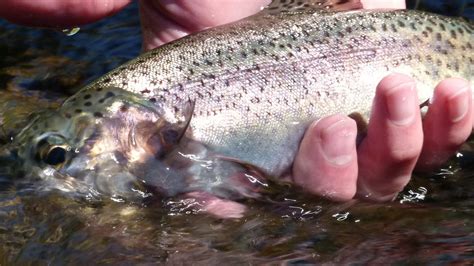 Co Wd 2 Rainbow Trout In Handbrian Okeefe Oregon Natural Desert