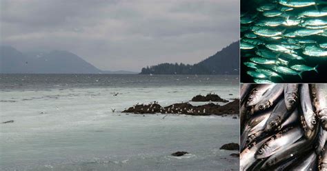 Pacific Herring | Raincoast Conservation Foundation