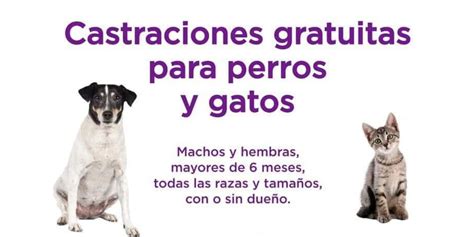 LaCosta La campaña de castraciones gratuitas para perros y gatos