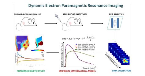 Dynamic Electron Paramagnetic Resonance Imaging Modern Technique For