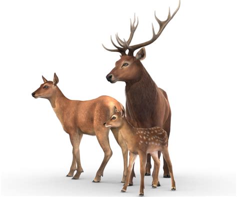 ArtStation - Red Deer Family | Game Assets