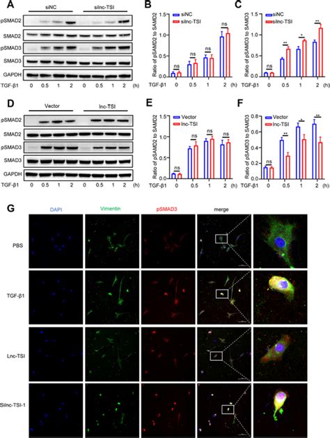 Lnctsi Inhibited Transforming Growth Factor β1 Induced Smad3