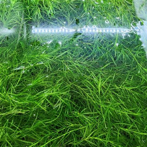 [ready Stock] Guppy Grass Najas Guadalupensis Live Aquatic Plant Freshwater Plant Aquascape