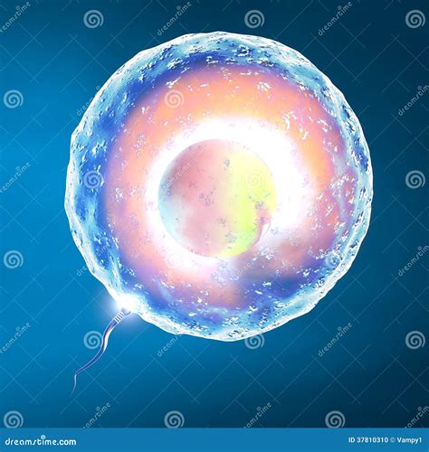 Conception Ovum And Sperm Stock Illustration Illustration Of Genetics