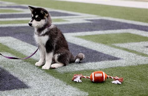 Dubs Announced As New Live Uw Mascot Local Sports