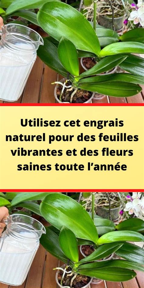 Utilisez Cet Engrais Naturel Pour Des Feuilles Vibrantes Et Des Fleurs