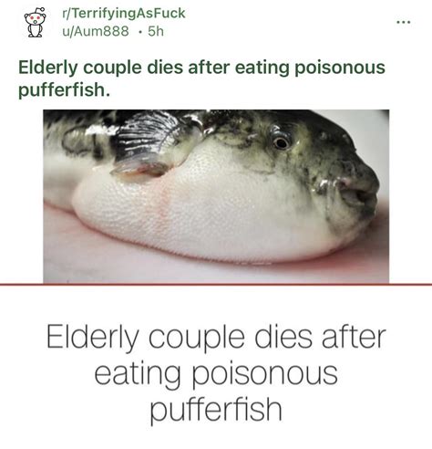 Elderly Couple Dies After Eating Poisonous Pufferfish Rontheledgeandshit