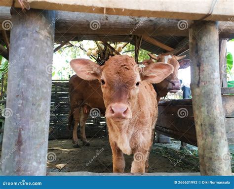 Een Schattig Kalf Met Zijn Moeder In Een Houten Koraal In Een Dorp Met