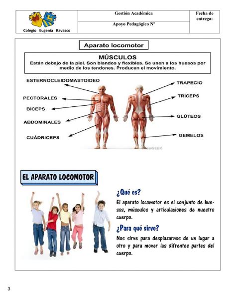 El Aparato Locomotor Partes Y Funciones Con Imagenes Pequeocio Images