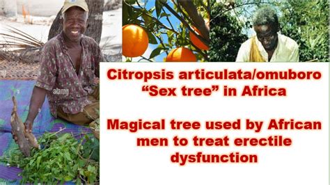 Citropsis Articulataomuboro “sex Tree” Used By African Men To Treat Erectile Dysfunction