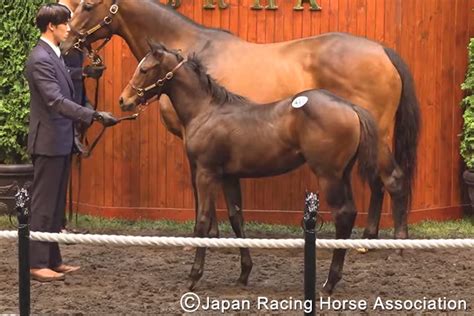 Jra Van公式 On Twitter 【セレクトセール2023】413番 コントレイル産駒「スウィッチインタイムの2023牝」が