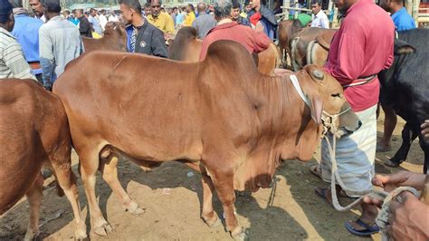 আজ ১২ ডিসেম্বর খামার উপযোগী ভালো মানের শাহিওয়াল ও পাকড়া ষাঁড় গরুর