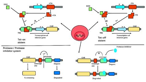 In The Tet On System The Reverse Tetracycline Controlled Download