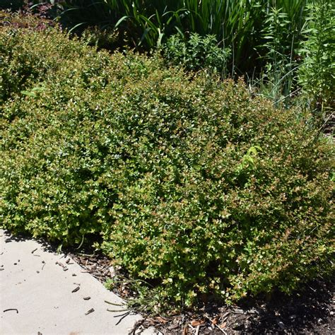 Rose Creek Abelia Indy Plants