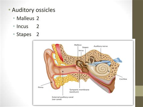 Ppt Musculoskeletal System Powerpoint Presentation Free Download Id 8896581