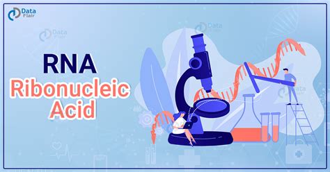 Full Form Of Rna Dataflair