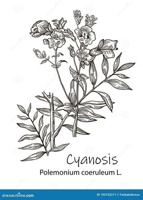 Vector Hand Drawn Herb. Botanical Plant Illustration. Vintage Medicinal