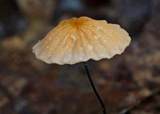 Marasmius Siccus The Ultimate Mushroom Guide Stuffed Mushrooms