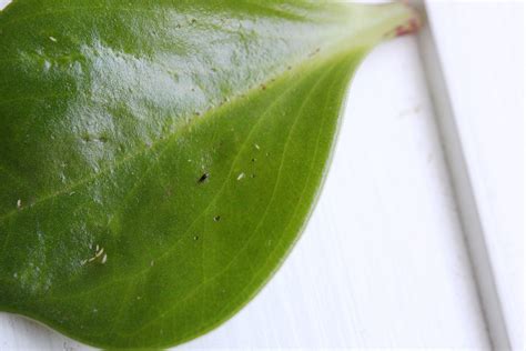 Thrips on Houseplants: A Gallery – House Plant Journal