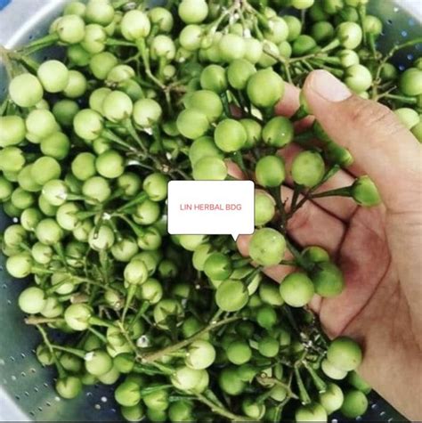 Buah Takokak Hemat 300 Grm Cepokak Buah Terung Pipit Segar Atausolanum