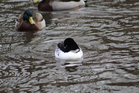 Common Goldeneye Zoochat