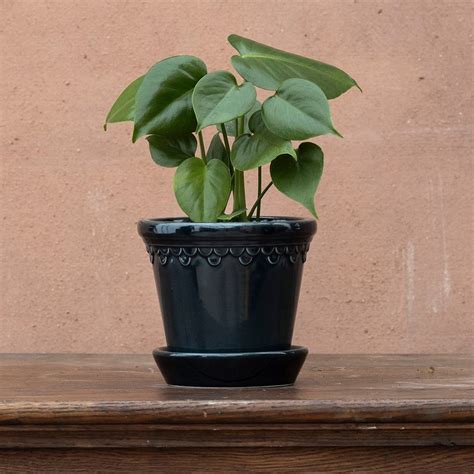 Buy Swiss Cheese Plant Syn Monstera Pertusum Monstera Deliciosa