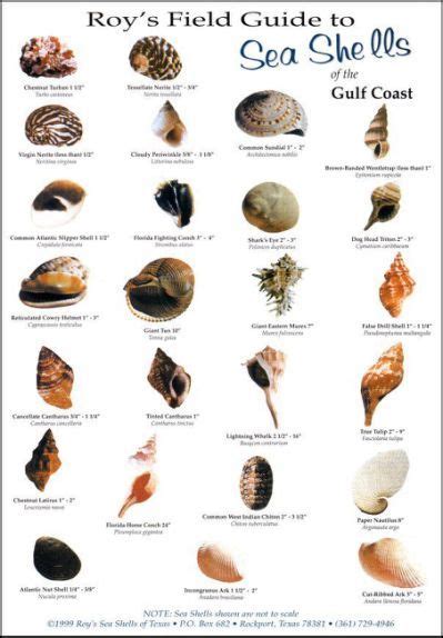 Encyclopedia Of Texas Seashells Sea Shells Shells Seashell