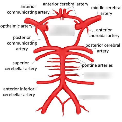 Arteries of brain Diagram | Quizlet