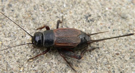 Fall Field Cricket Gryllus Pennsylvanicus Bugguide Net