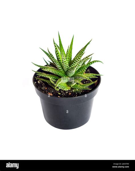 Haworthia Plant Haworthiopsis Fasciata In Plastic Pot Isolated On