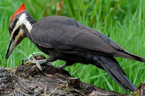 Woodpecker Habitat from LiDAR – Idaho Lidar Consortium