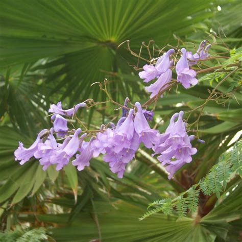 20 Graines Jacaranda Mimosifolia Flamboyant Bleu