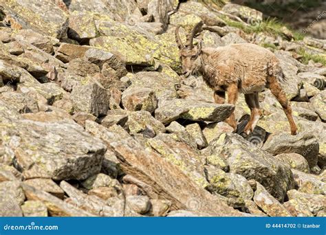 Stambecco Delle Alpi Lungo Isolato Delle Pecore Del Corno Dei Cervi